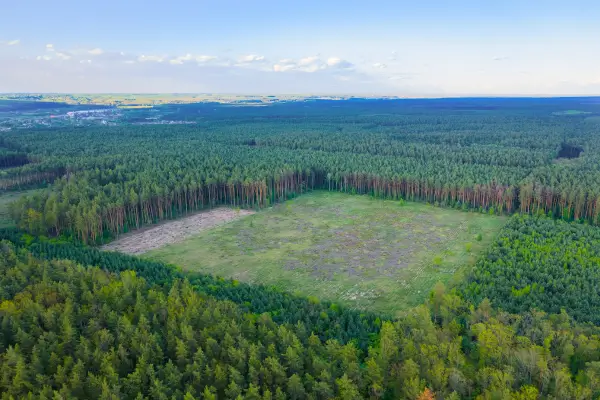 Como identificar espécies-chave na recuperação de áreas degradadas