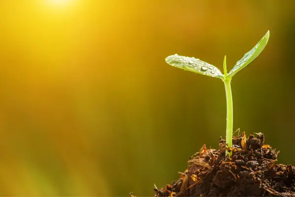 Técnicas indígenas de adaptação à umidade extrema