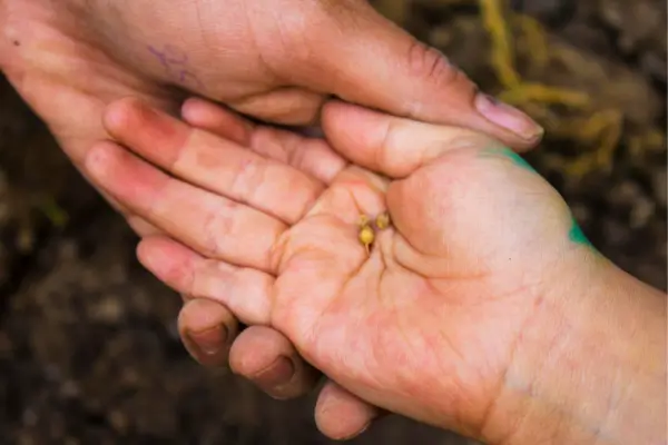 Como proteger sementes de variações súbitas de temperatura tropical