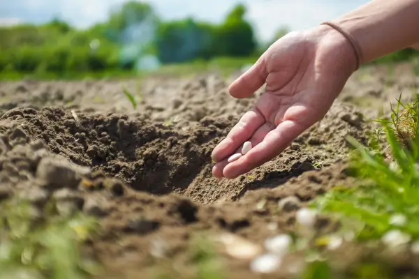 Políticas públicas e direitos de quem conserva variedades locais