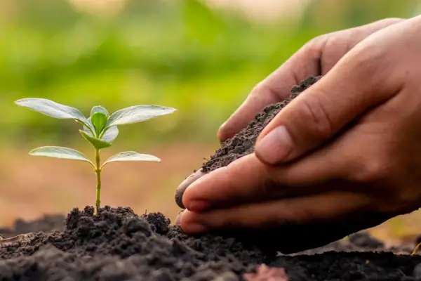 Como fortalecer redes regionais de guardiões de sementes