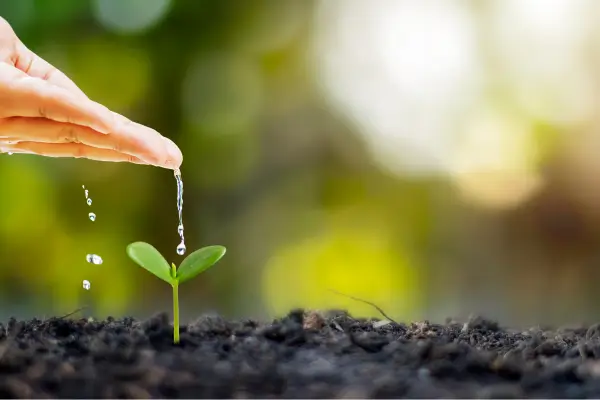 A importância do ponto de orvalho na conservação e o que ele revela