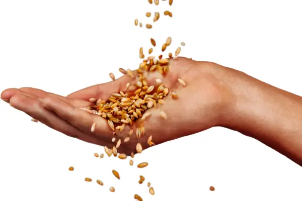 Como testar a longevidade das suas sementes em casa sem equipamentos