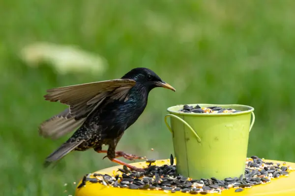 Como identificar e evitar contaminação genética em bancos vivos