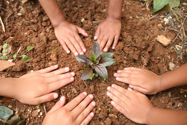 Maneiras Naturais de Controlar Fungos em Ambientes de Secagem